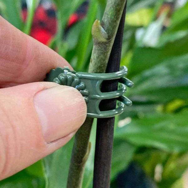 Clips para plantas de jardín, Clips para orquídeas y mariposas, abrazaderas para tallo de soporte para plantas, soporte para plantas de vid y flores de jardín, herramientas de jardín 20 piezas - Imagen 5