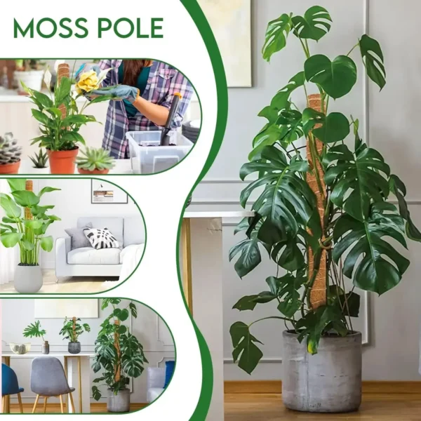 Poste de musgo hecho a mano extensible para plantas, varilla trepadora, poste de plantas para plantas trepadoras, palo de musgo hecho a mano Real F - Imagen 3