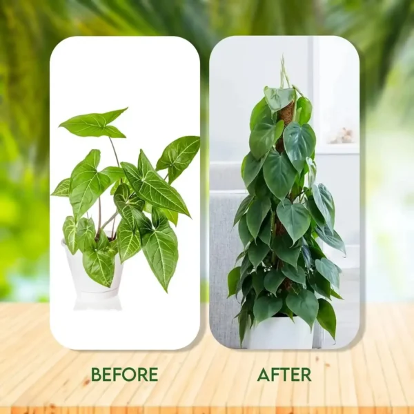 Poste de musgo hecho a mano extensible para plantas, varilla trepadora, poste de plantas para plantas trepadoras, palo de musgo hecho a mano Real F - Imagen 5