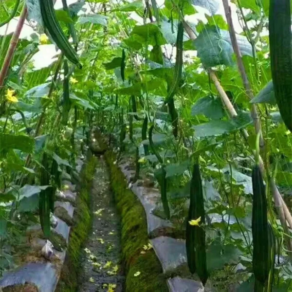 Red de escalada para jardín, red de enrejado, soporte para plantas de alta resistencia para flores, vegetales, vid, huerto, herramientas de jardinería - Imagen 6